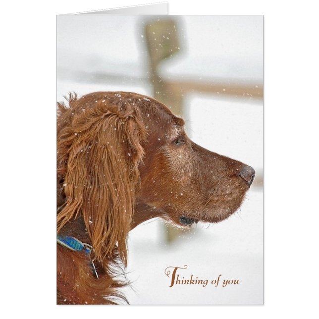 Irish Setter pense à vous (Devant)