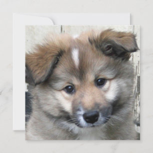 Irish Sheepdog 2014-0801