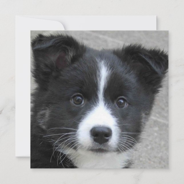 Irish Sheepdog 2014-0804 (Devant)