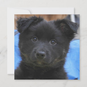 Irish Sheepdog 2014-0805