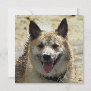 Irish Sheepdog 2014-0807