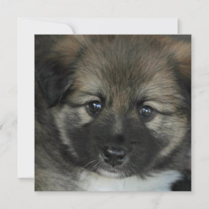 Irish Sheepdog 2014-0808