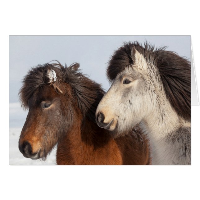 Islandais Profil de cheval, Islande (Devant horizontal)