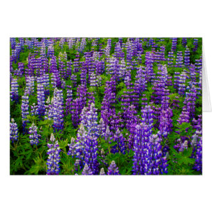 Islande. Vik i Myrdal. Champ de lupins