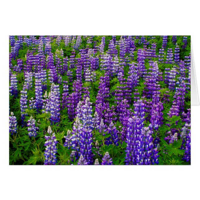 Islande. Vik i Myrdal. Champ de lupins (Devant horizontal)