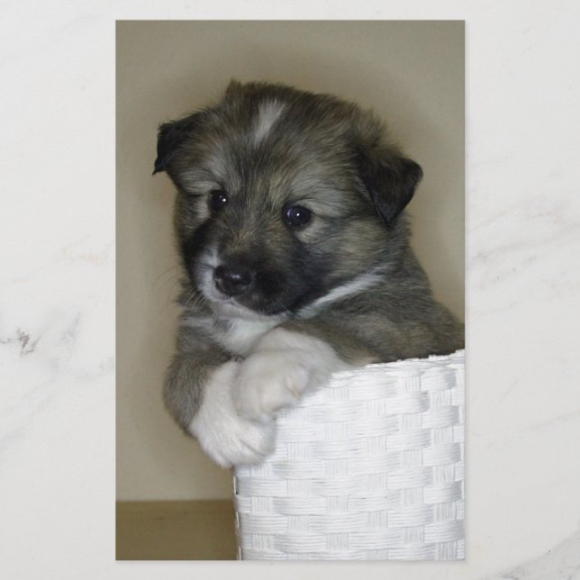 Islandhundwelpe (Devant)