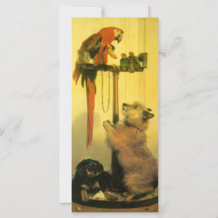 Islay, Tilco, un Macaw et des Inséparables de Land