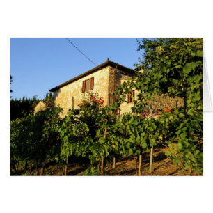 Italie, Toscane, Greve. Scènes de vin fin d'été
