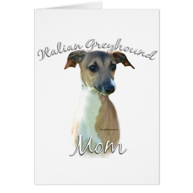 Italien Greyhound Maman 2 (Devant)