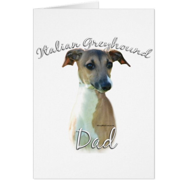 Italien Greyhound Papa 2 (Devant)