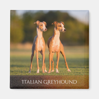 Italien Greyhounds Magnet