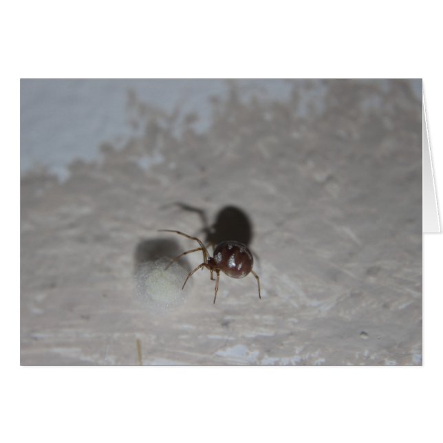 Itsy Bitsy Spider #2 (Devant horizontal)