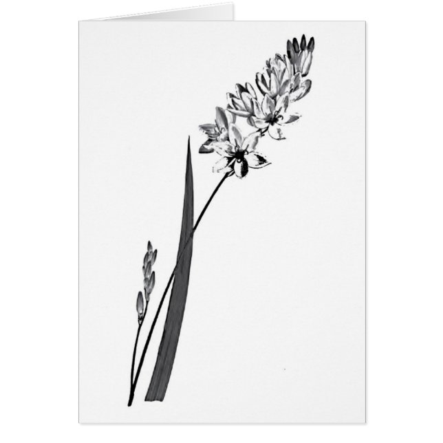 Ixia Erecta (Devant)