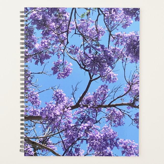 Jacaranda (Devant)