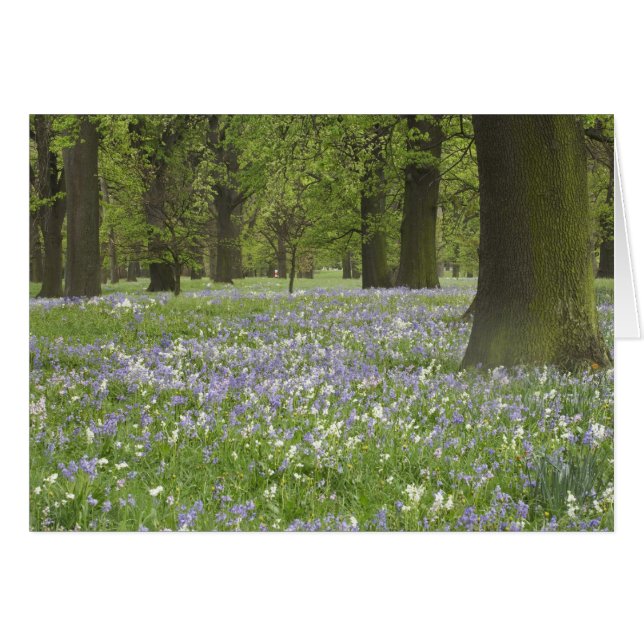 Jacinthes et chênes au printemps, Little Hagley (Devant horizontal)