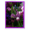 Jacinthes pourpres de tulipe