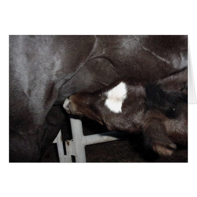 Jack Nusing (Devant Horizontal)