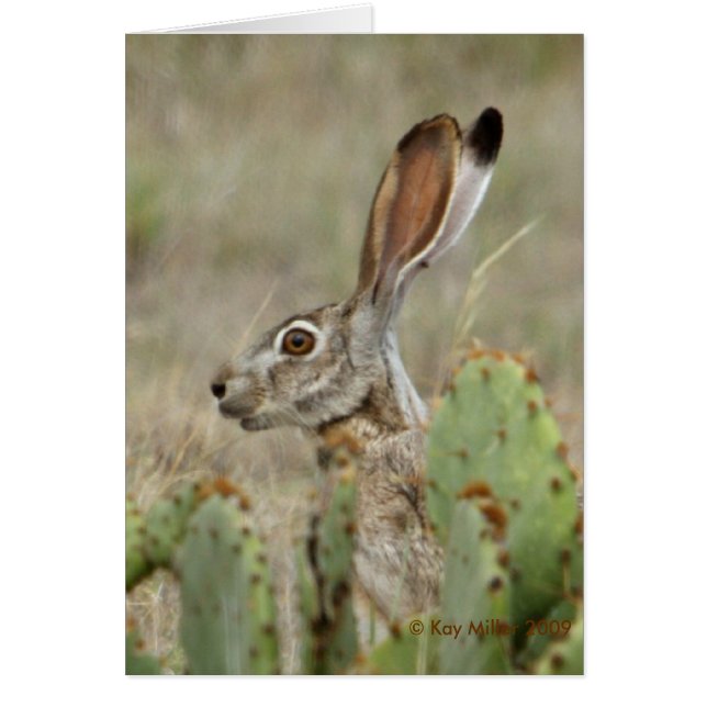 Jack Rabbit - Cactus - 2 - 2009 (Devant)