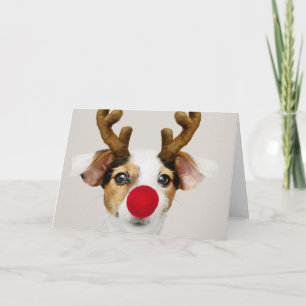 JACK RUSSEL TERRIER EN TANT QUE CARTE D'ACCUEIL RE