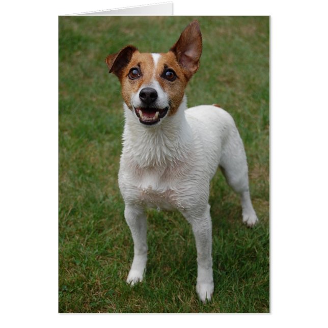 Jack Russell (Devant)