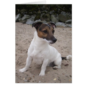 Jack Russell klein Hund