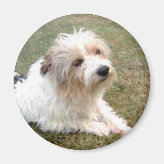 Jack Russell Magnet Terrier