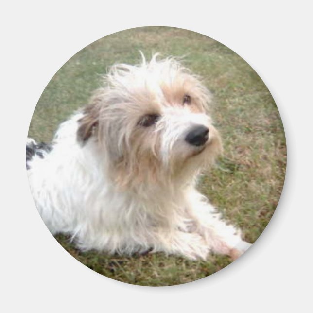 Jack Russell Magnet Terrier (Devant)