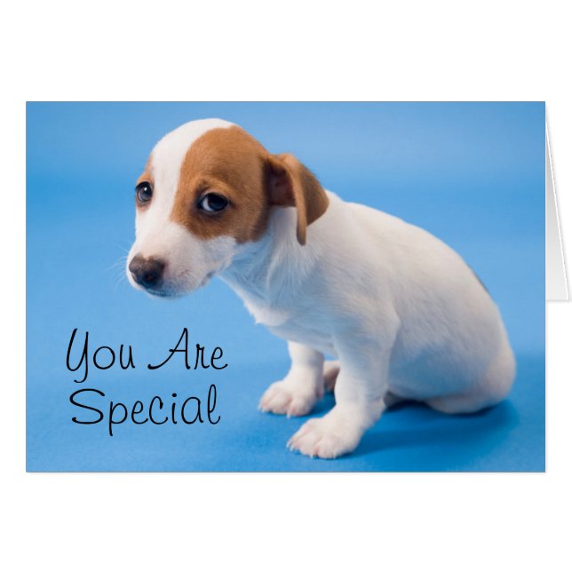 Jack Russell Puppy (Devant horizontal)