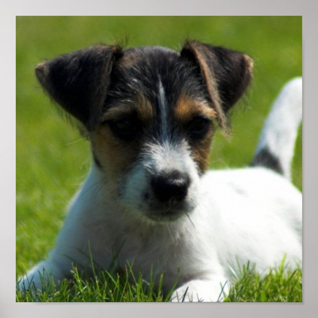 Jack Russell Puppy Poster Print (Devant)