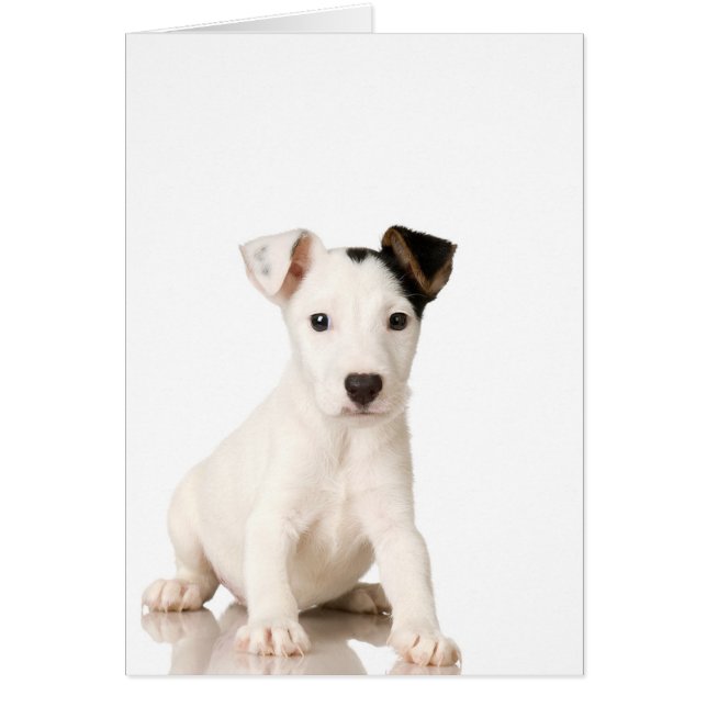 Jack Russell Terrier Puppy (Devant)