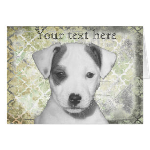 Jack Russell Terrier Puppy