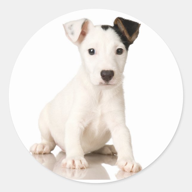 Jack Russell Terrier Stickers (Devant)