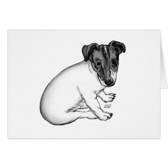 Jack Russell Welpe 10 Wochen alt (Devant horizontal)