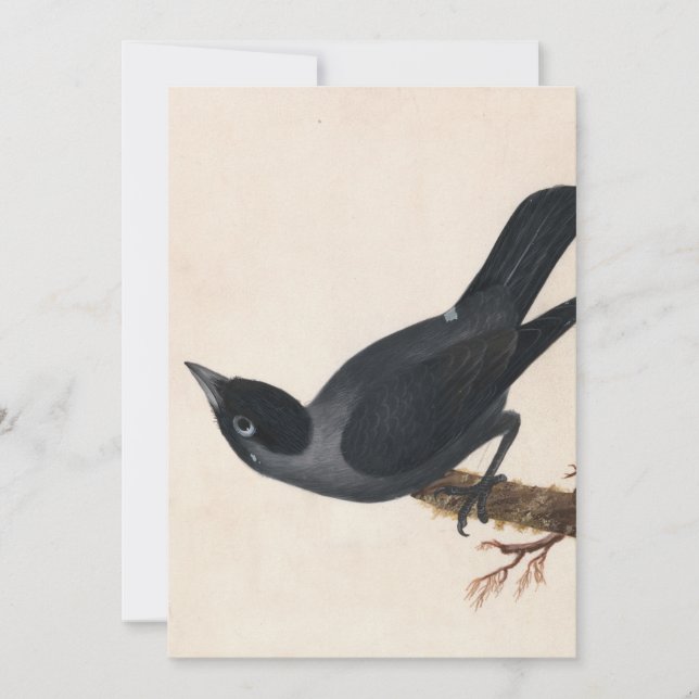 Jackdaw | William Lewin (Devant)