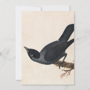 Jackdaw   William Lewin