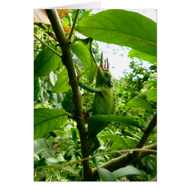 Jackson Chameleon (Devant)