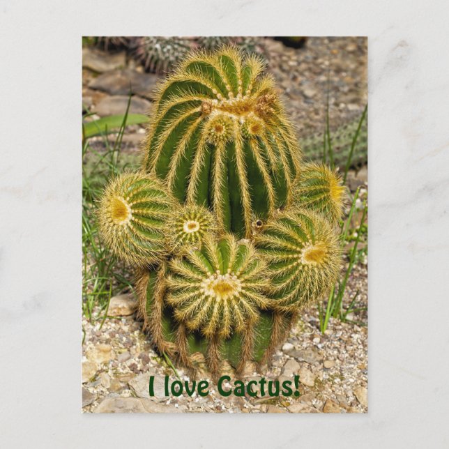 J'adore la carte postale de cactus (Devant)