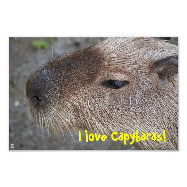 J'adore les capybaras ! Agrandissement de photo (Devant)