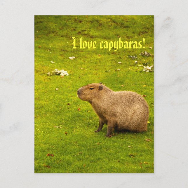 J'adore les capybaras Carte postale (Devant)