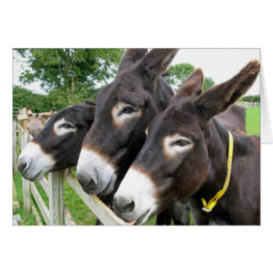 J'adore les Donkeys !