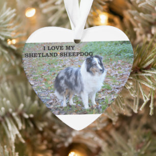 J'adore mon Shetland Sheepdog