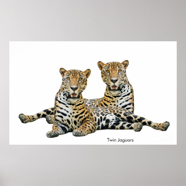 Jaguar image for Poster (Devant)