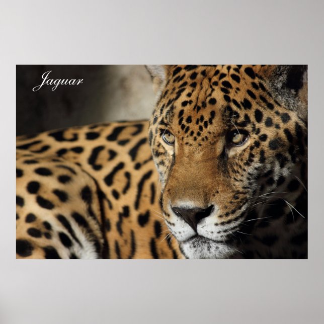 Jaguar Poster (Devant)