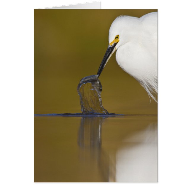 J'ai compris ! (Devant)