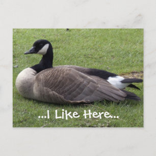 J'aime ici, carte postale de canard sauvage