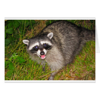 J'Aime Les Raccoons !