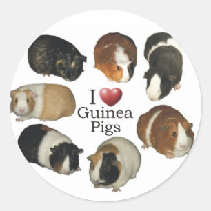 J'aime les stickers de cochon de Guinée