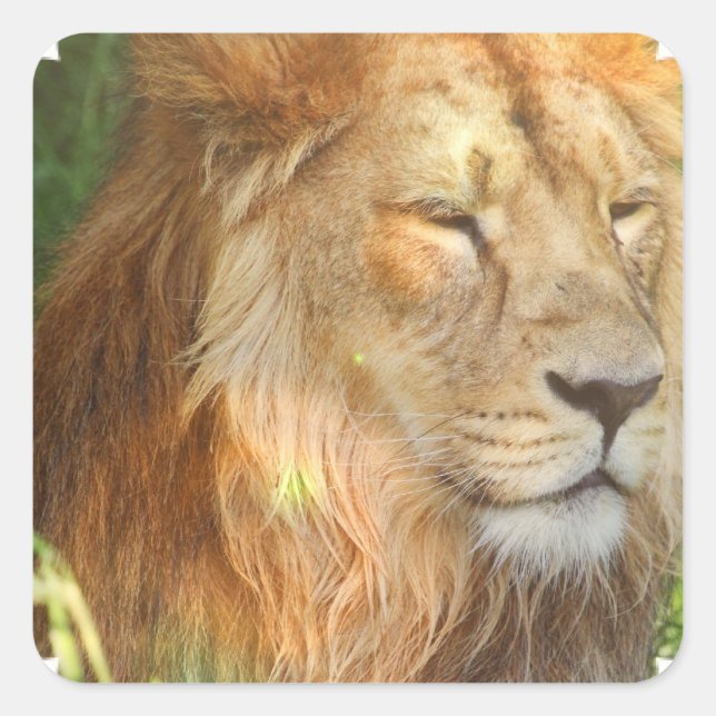 J'aime les stickers Lions (Devant)