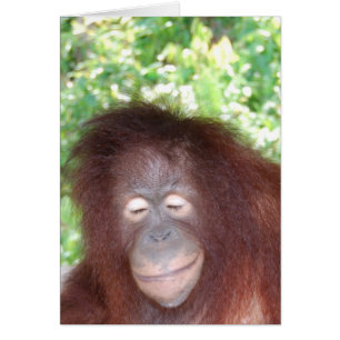 Jalousie : Beau Orangoutan aux cheveux rouges