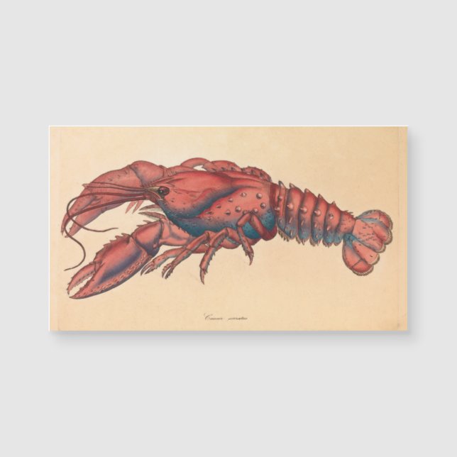 James Sowerby Homard serbé (Devant)